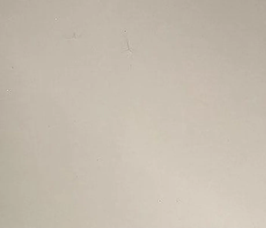 [C348] High Gloss Pet Blockboard - Beige (908G)